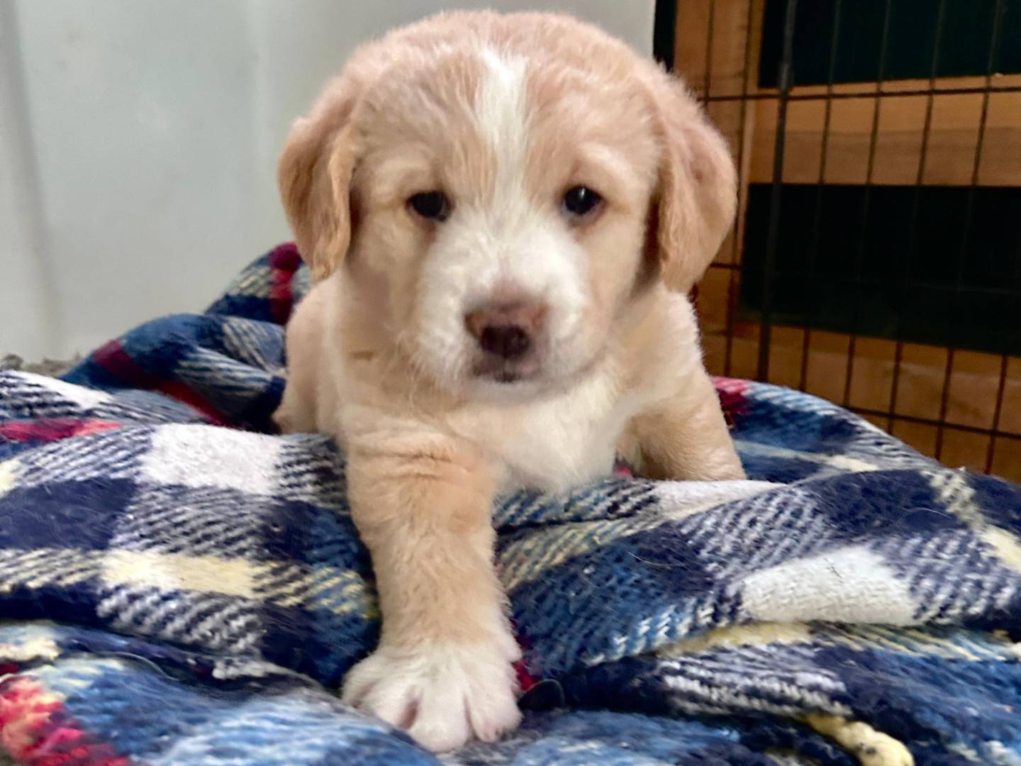 Vuoi adottare un cane a Chieti?