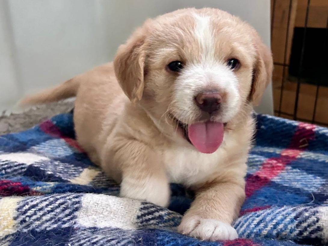 Adotta il cane Meringa a Chieti