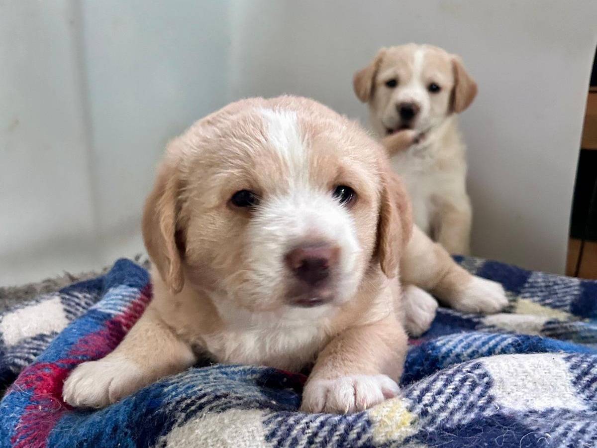 Adozione cane, femmina, Razza sconosciuta Razza sconosciuta, 2 mesi, taglia media, Chieti