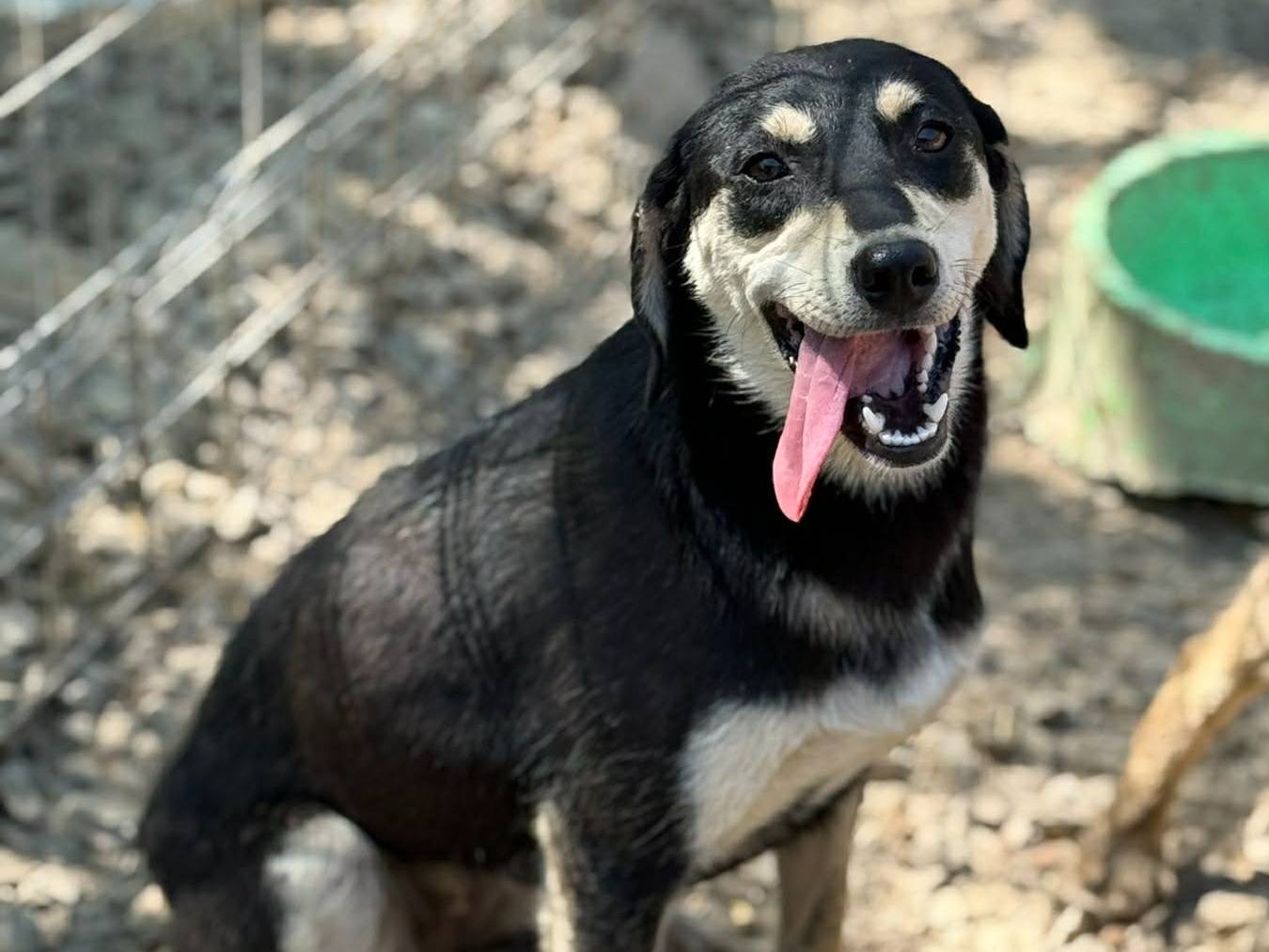 Adotta un cane, femmina, 9 mesi, Firenze