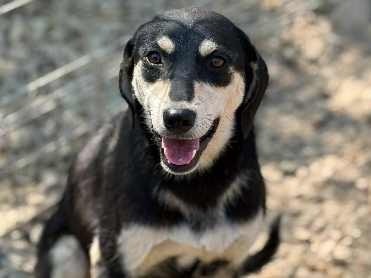 Adotta un cane, taglia media, femmina, Firenze