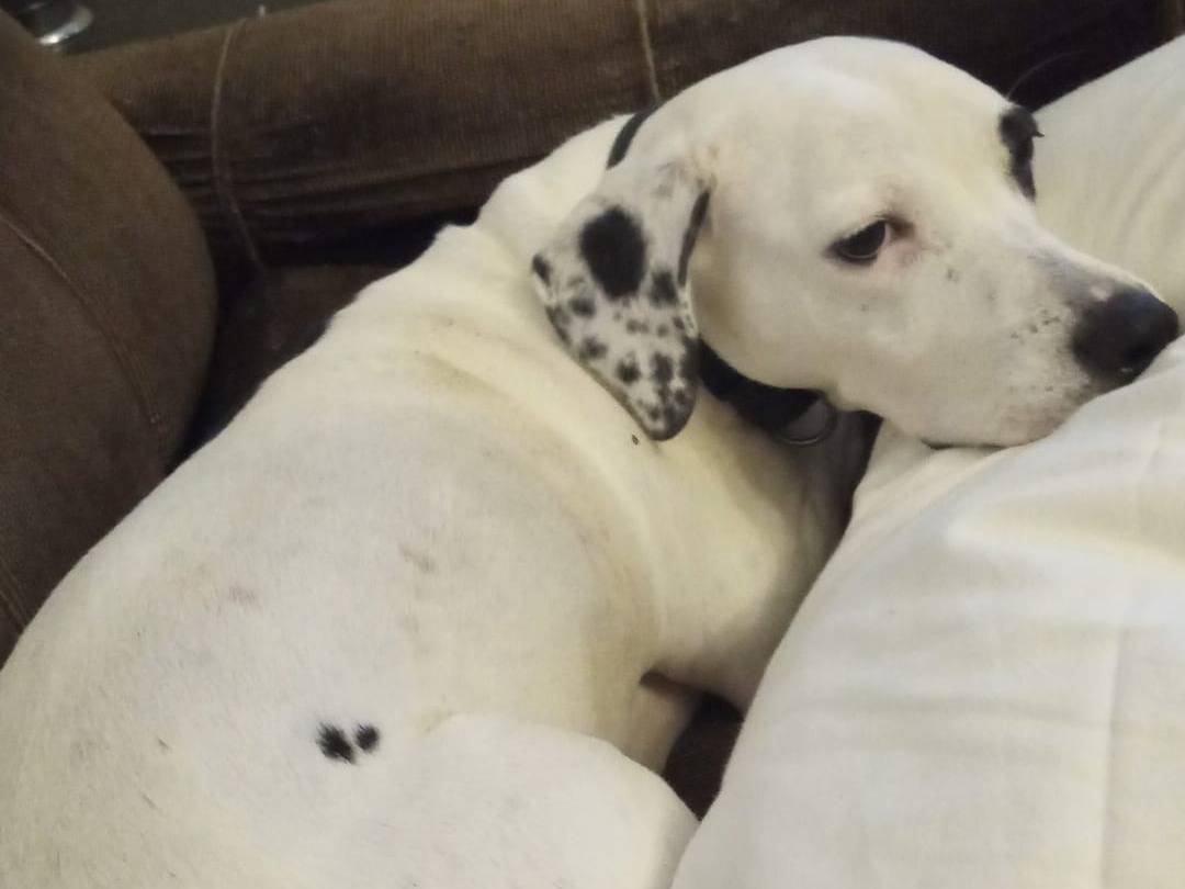 Adozione cane, femmina, Razza sconosciuta Razza sconosciuta, 4 anni e 7 mesi, taglia media, Milano