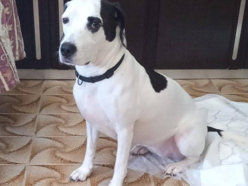 Adotta un cane, femmina, 4 anni e 7 mesi, Milano