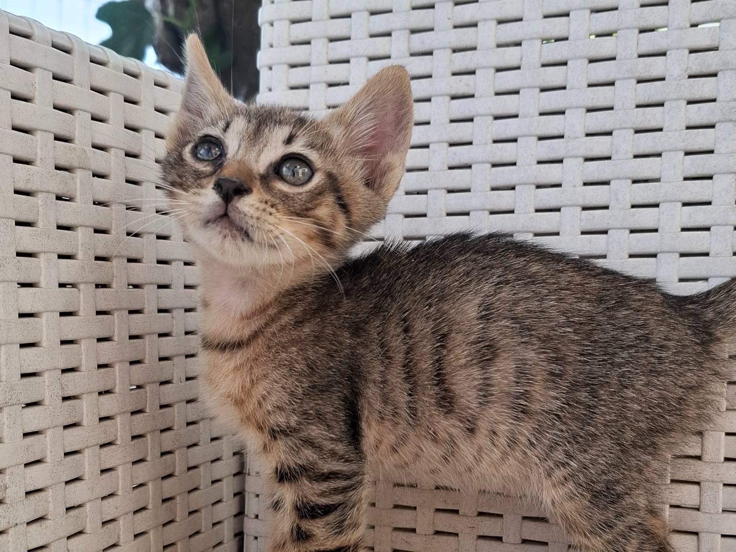 Adotta un gatto, maschio, 2 mesi, Catanzaro
