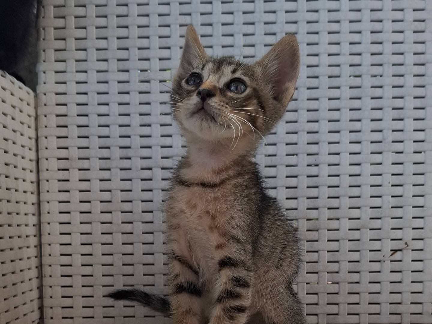 Adotta un gatto, taglia non valida, maschio, Catanzaro