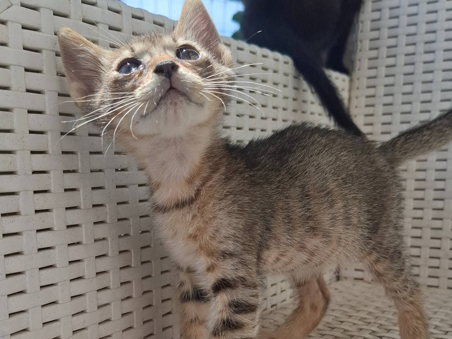 Vuoi adottare un gatto a Catanzaro?