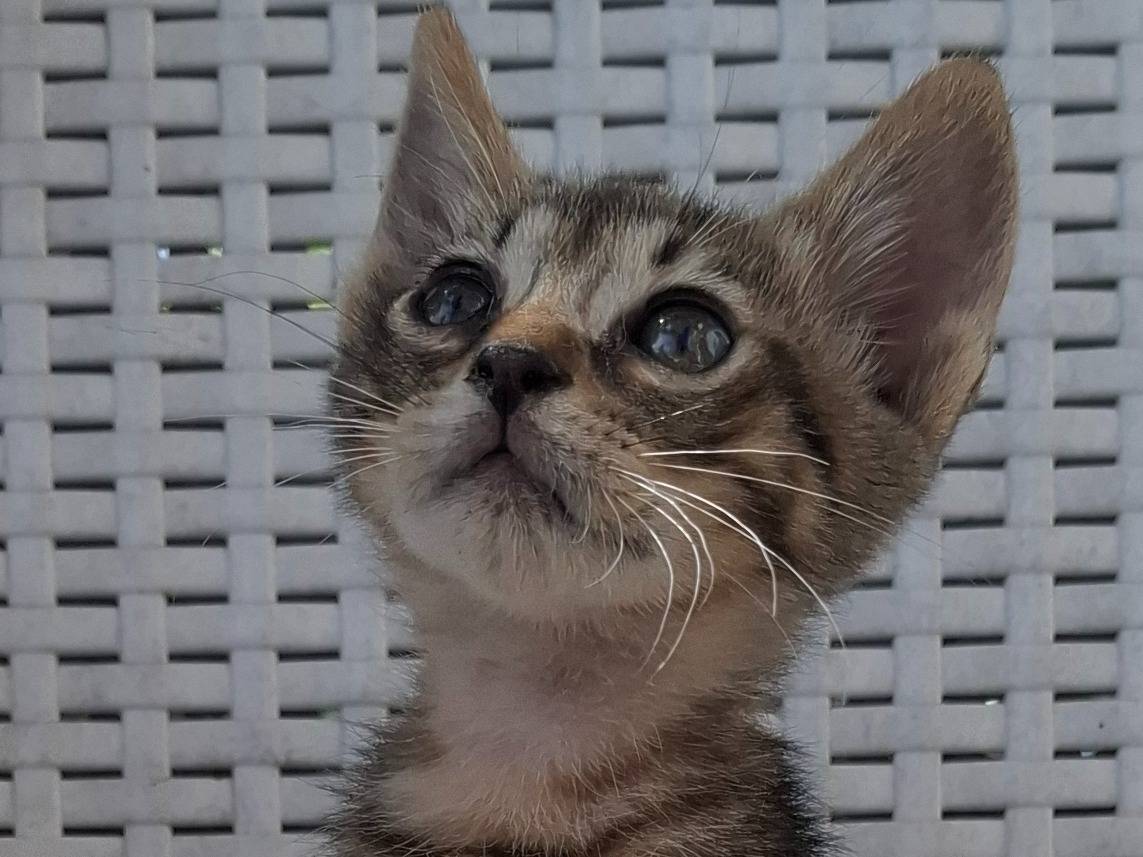 Adozione gatto, maschio, Razza sconosciuta Razza sconosciuta, 2 mesi, taglia non valida, Catanzaro