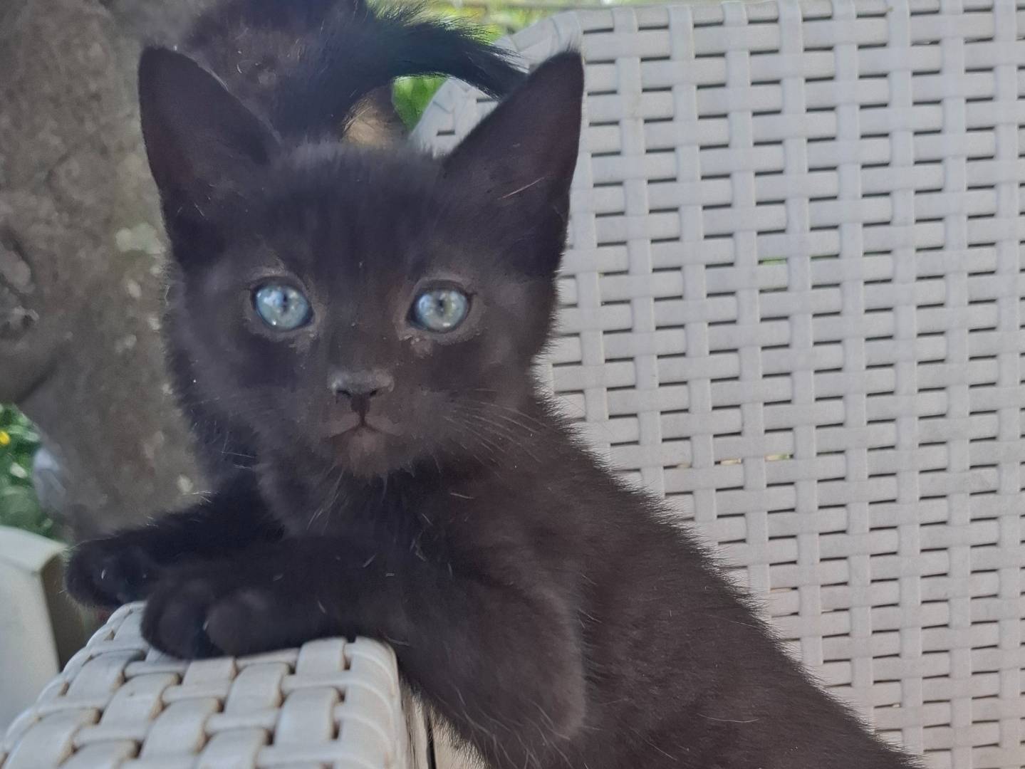 Vuoi adottare un gatto a Catanzaro?