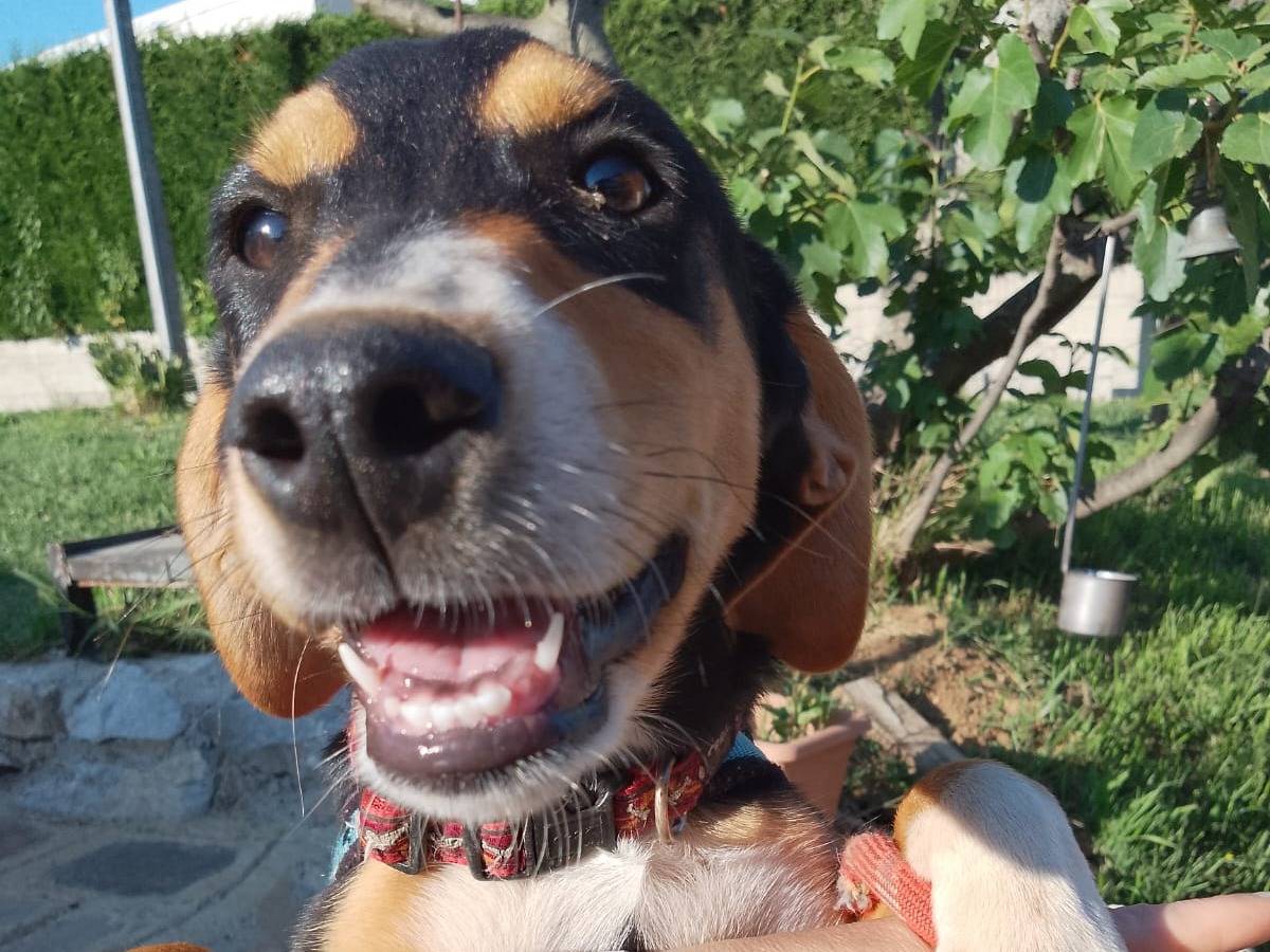Adozione cane, maschio, Razza sconosciuta Razza sconosciuta, 1 anno e 2 mesi, taglia media contenuta, Catanzaro