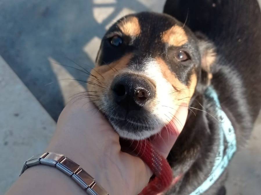 Adotta un cane, maschio, 1 anno e 2 mesi, Catanzaro