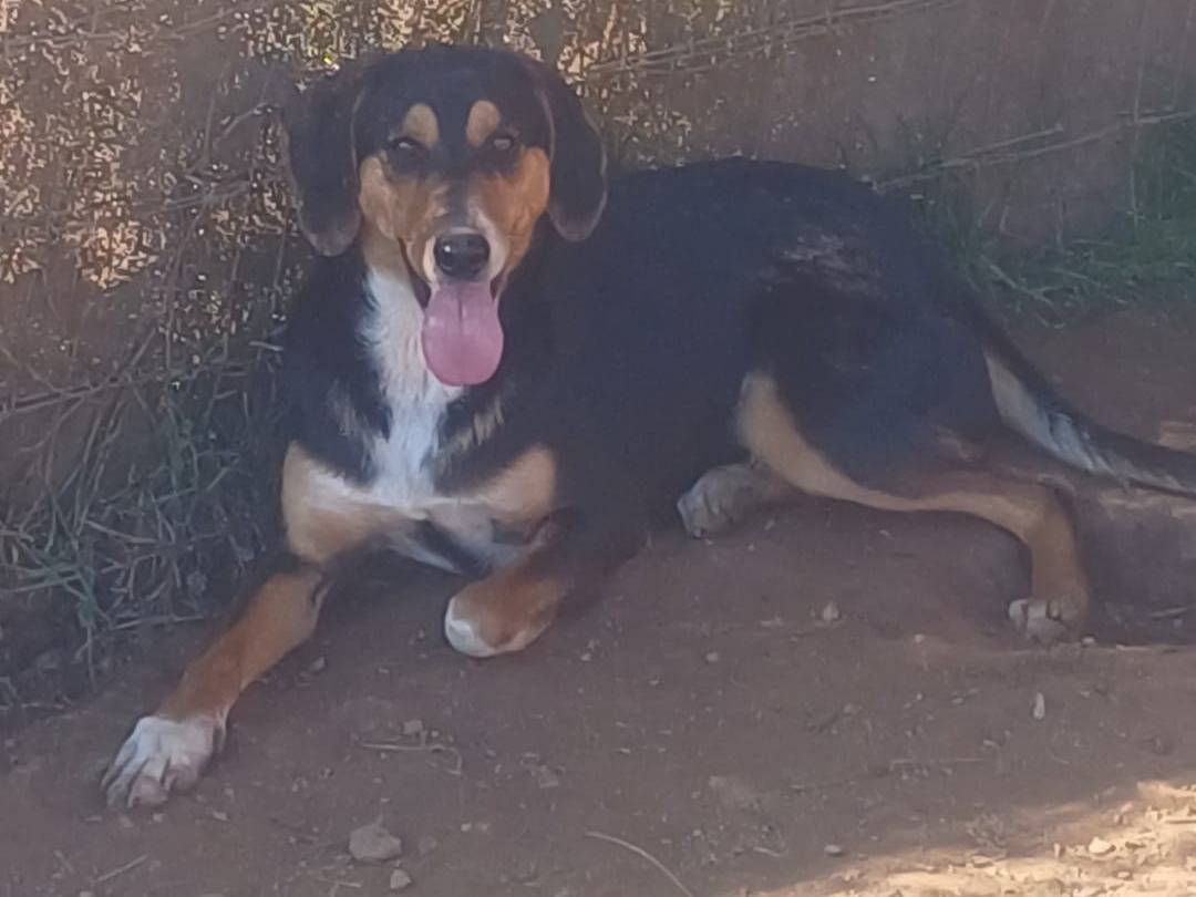 Adotta un cane, taglia media contenuta, maschio, Catanzaro