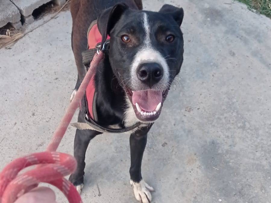 Vuoi adottare un cane a Catanzaro?