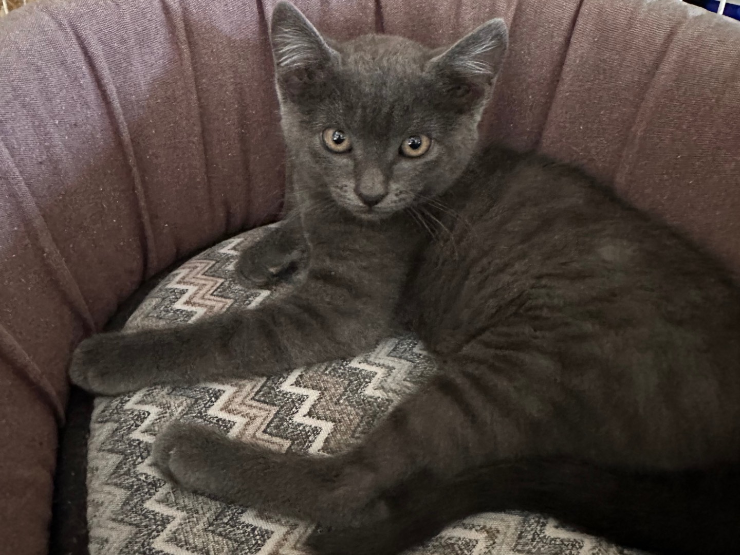 Adozione gatto, maschio, Certosino  Razza sconosciuta, 3 mesi, taglia non valida, Roma