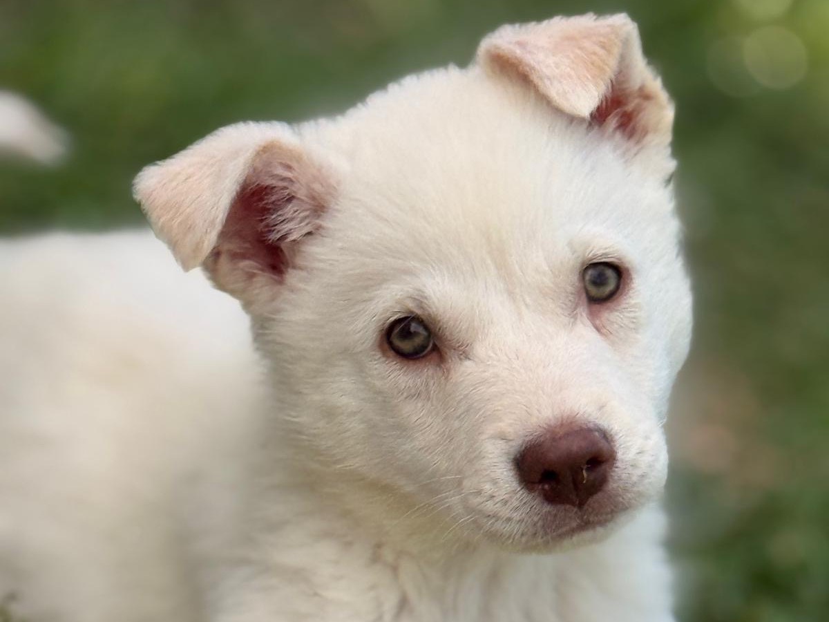 Adozione cane, femmina, Razza sconosciuta Razza sconosciuta, 3 mesi, taglia media, Bari