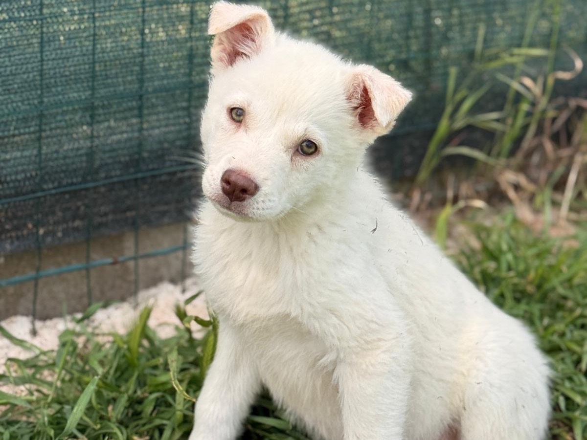 Adotta un cane, femmina, 3 mesi, Bari
