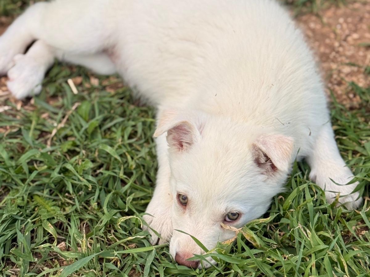 Adotta un cane, taglia media, femmina, Bari