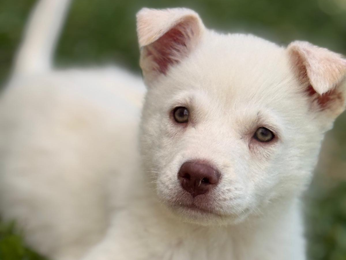 Vuoi adottare un cane a Bari?