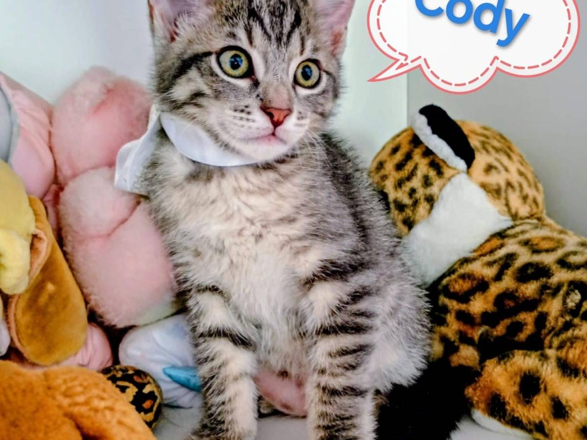 Vuoi adottare un gatto a Crotone?