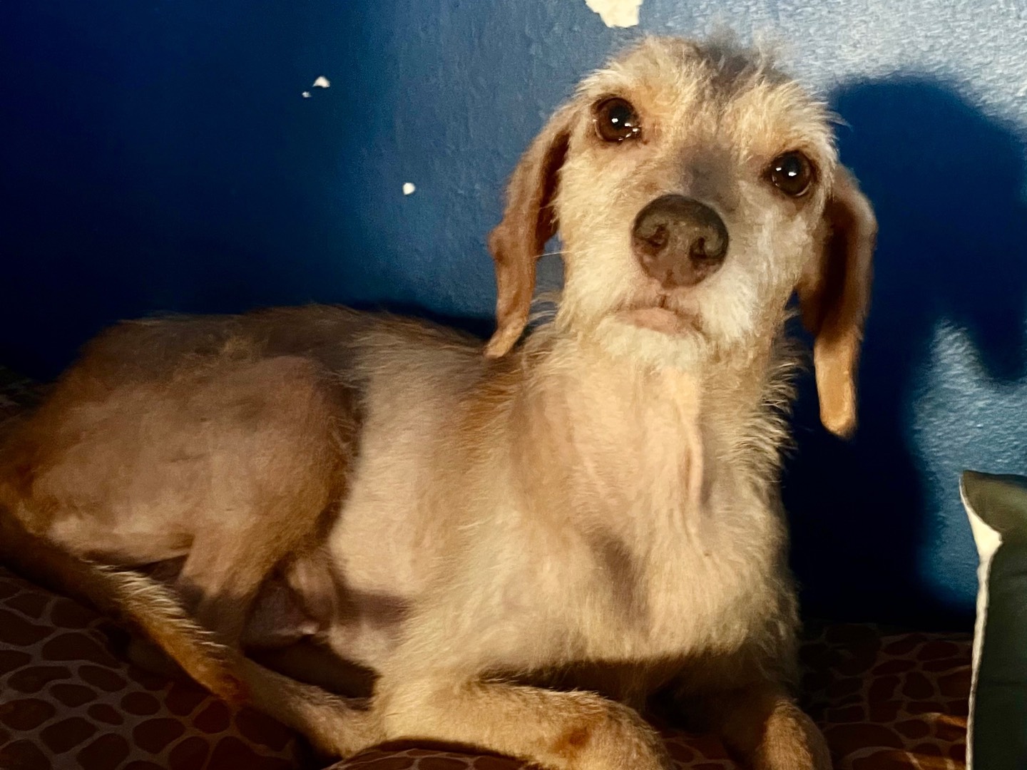 Adozione cane, femmina, Segugio Razza sconosciuta, 3 anni e 4 mesi, taglia piccola, Catania