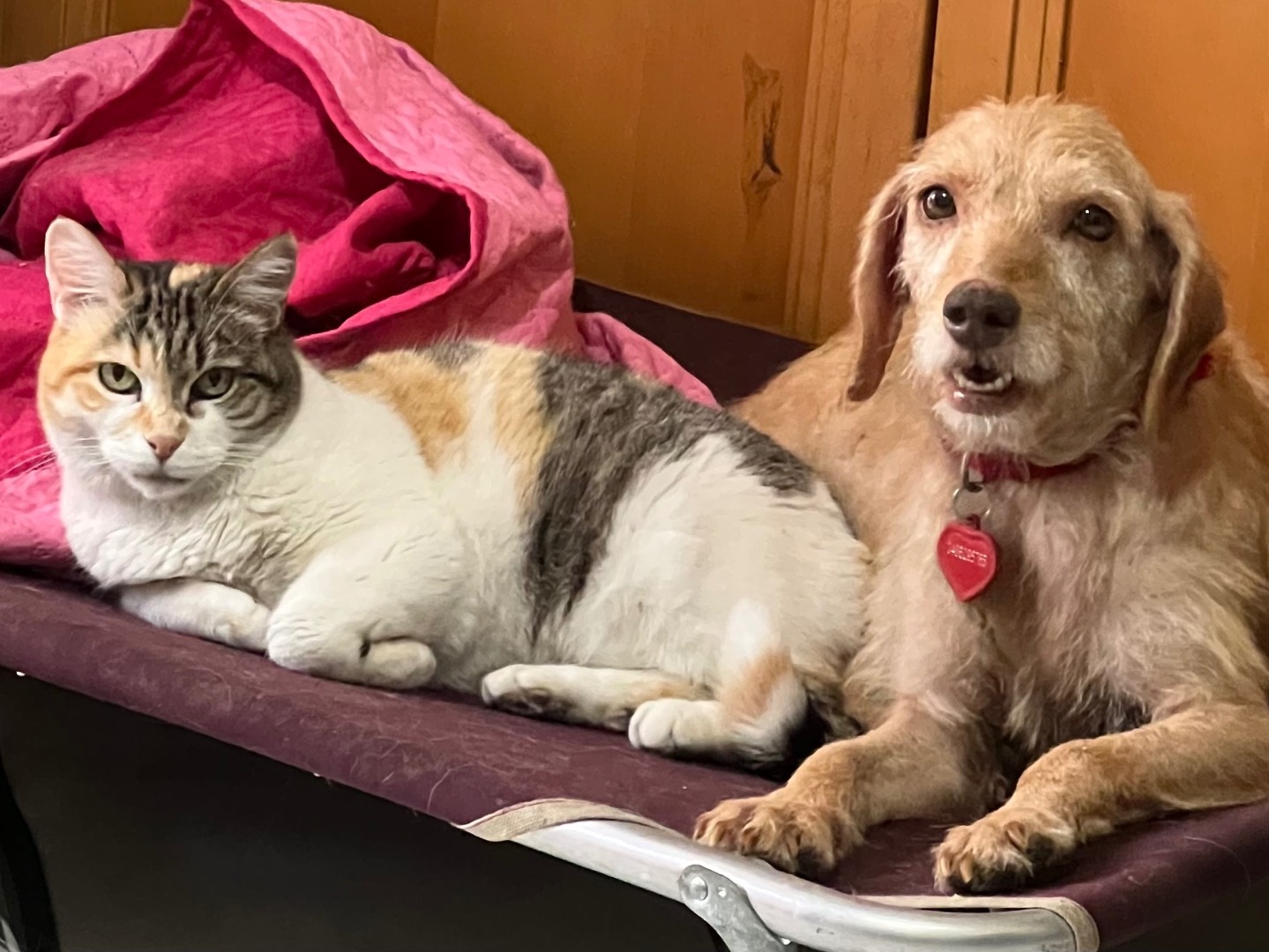 Adotta un cane, femmina, 3 anni e 4 mesi, Catania