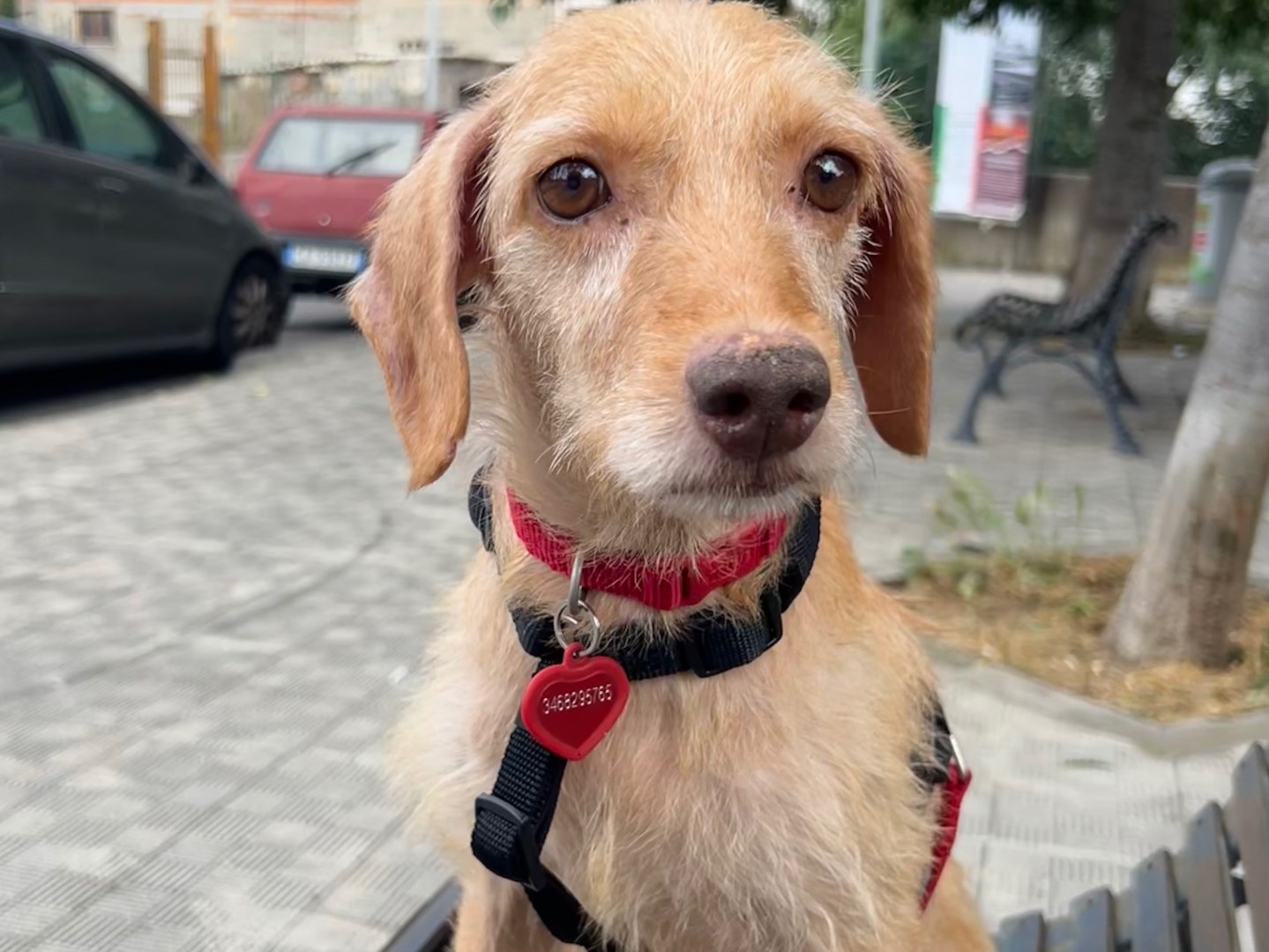 Adotta un cane, taglia piccola, femmina, Catania