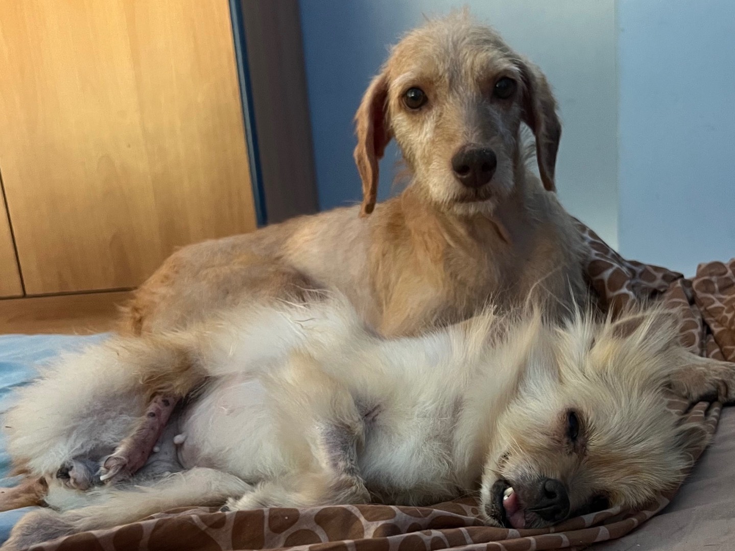 Vuoi adottare un cane a Catania?