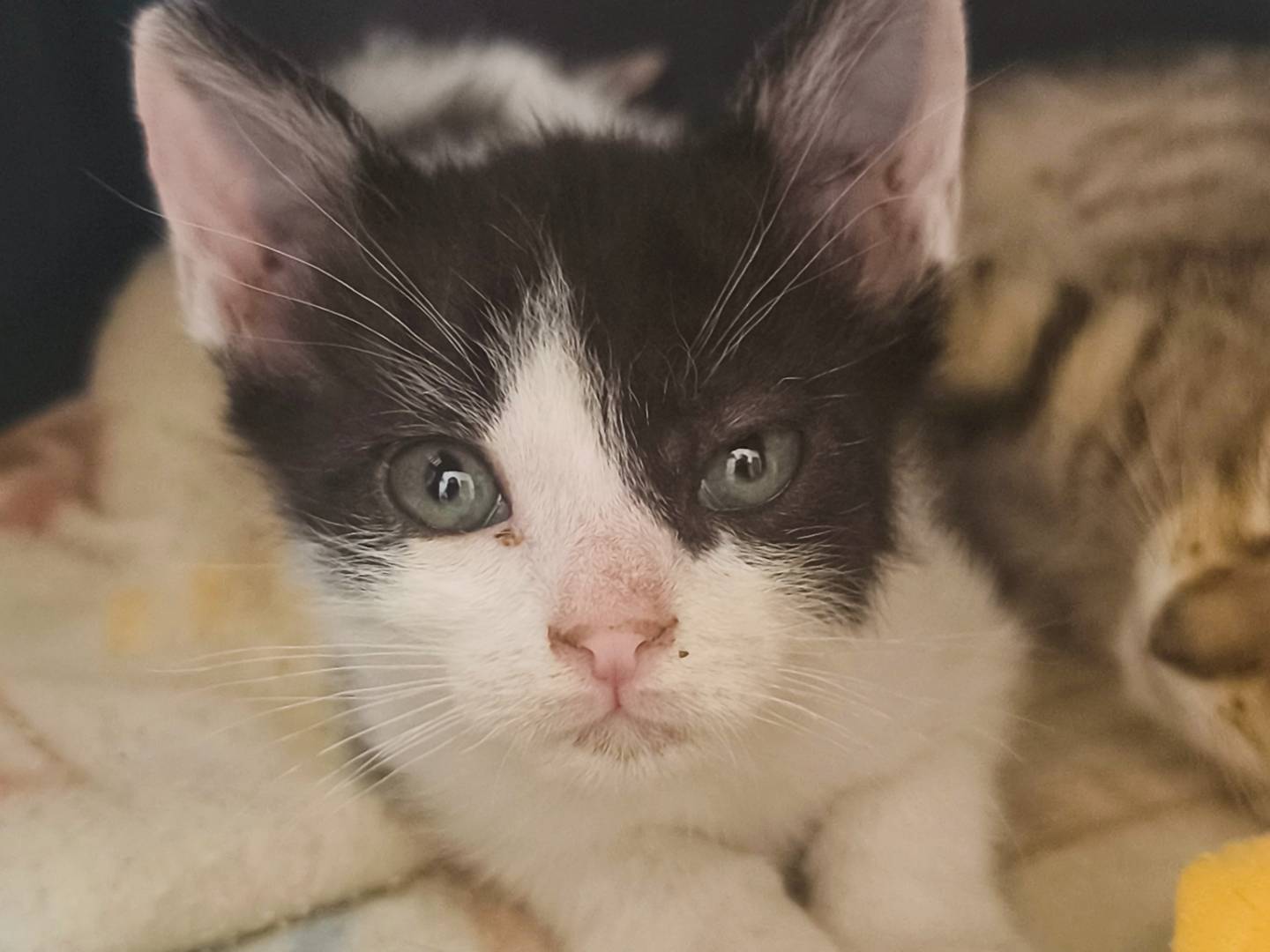 Adozione gatto, femmina, Razza sconosciuta Razza sconosciuta, 1 mesi, taglia non valida, Bari