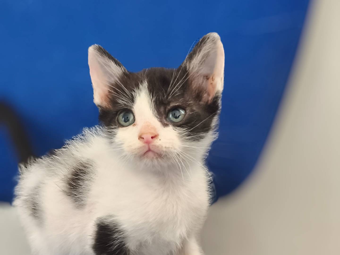 Adotta un gatto, femmina, 1 mesi, Bari