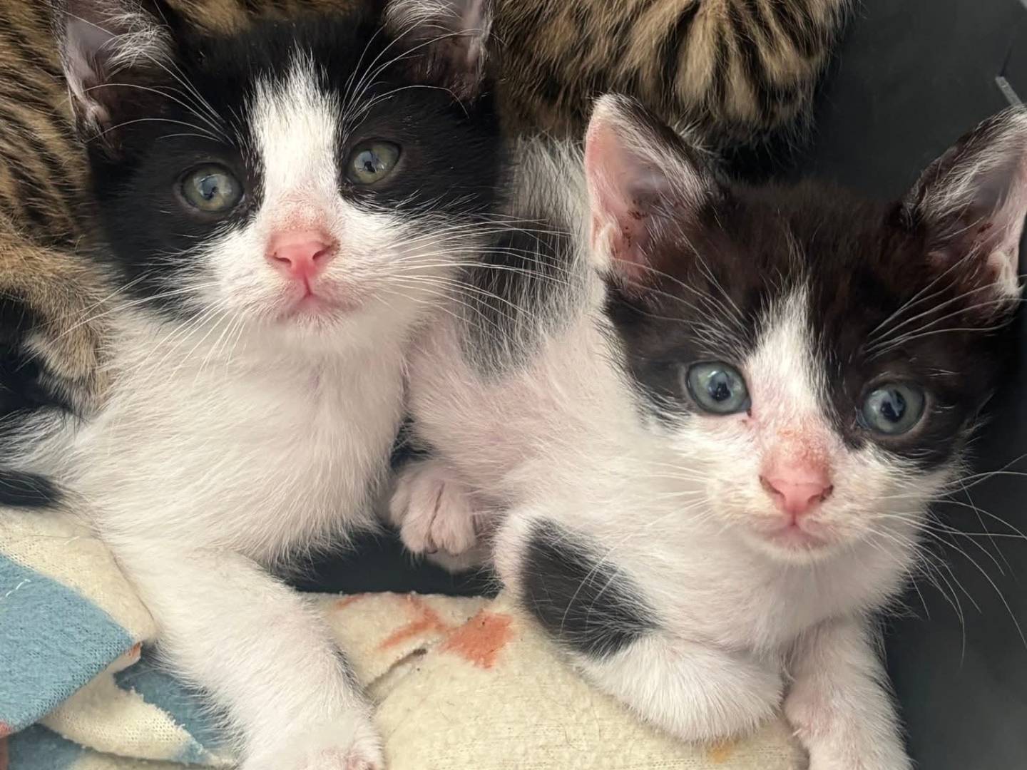 Adotta un gatto, taglia non valida, femmina, Bari