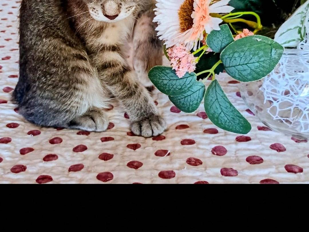Adozione gatto, femmina, Razza sconosciuta Razza sconosciuta, 2 mesi, taglia non valida, Crotone
