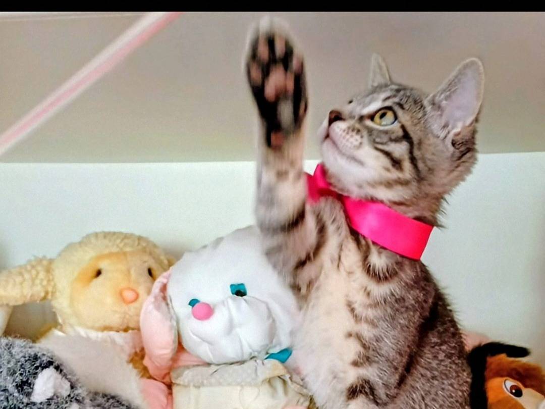 Adotta un gatto, femmina, 2 mesi, Crotone