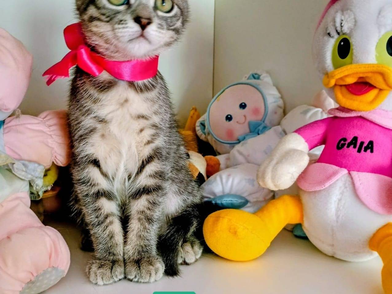 Adotta un gatto, taglia non valida, femmina, Crotone