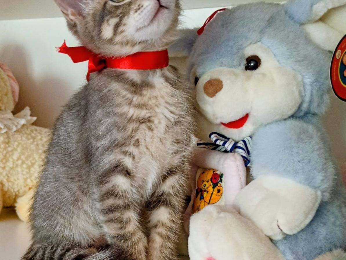 Vuoi adottare un gatto a Crotone?