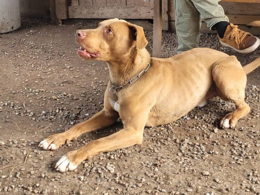 Adotta un cane, taglia media, maschio, Milano