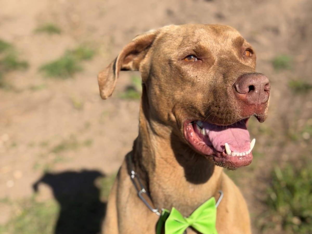Adotta il cane ZORO a Milano