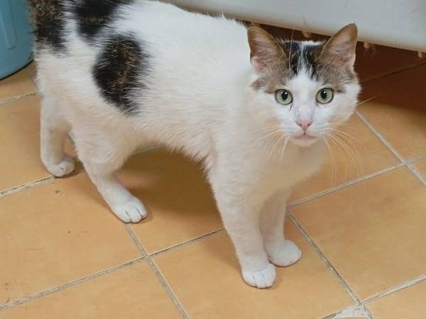 Adozione gatto, maschio, Razza sconosciuta Razza sconosciuta, 7 mesi, taglia non valida, Novara