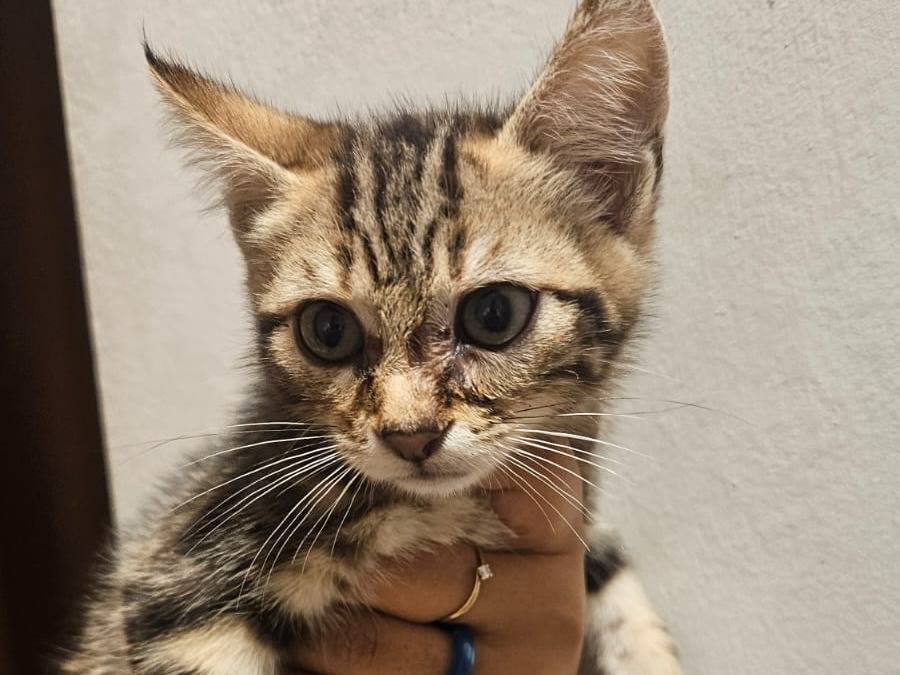 Adozione gatto, maschio, Razza sconosciuta Razza sconosciuta, 2 mesi, taglia non valida, Latina