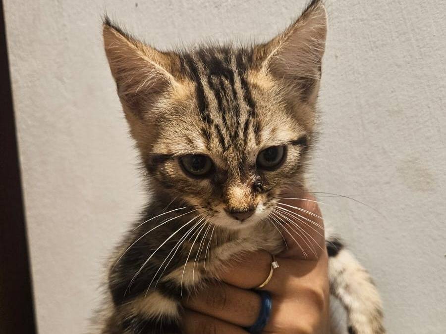 Adotta un gatto, maschio, 2 mesi, Latina