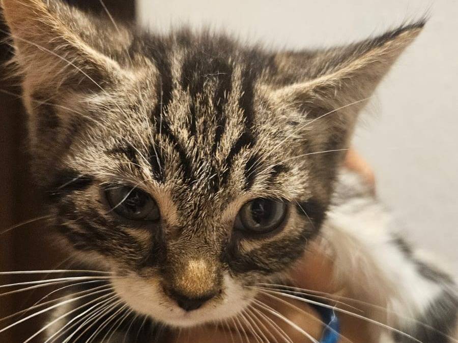 Adozione gatto, femmina, Razza sconosciuta Razza sconosciuta, 2 mesi, taglia non valida, Latina