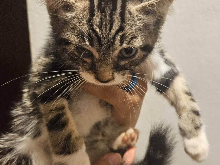 Adotta un gatto, femmina, 2 mesi, Latina