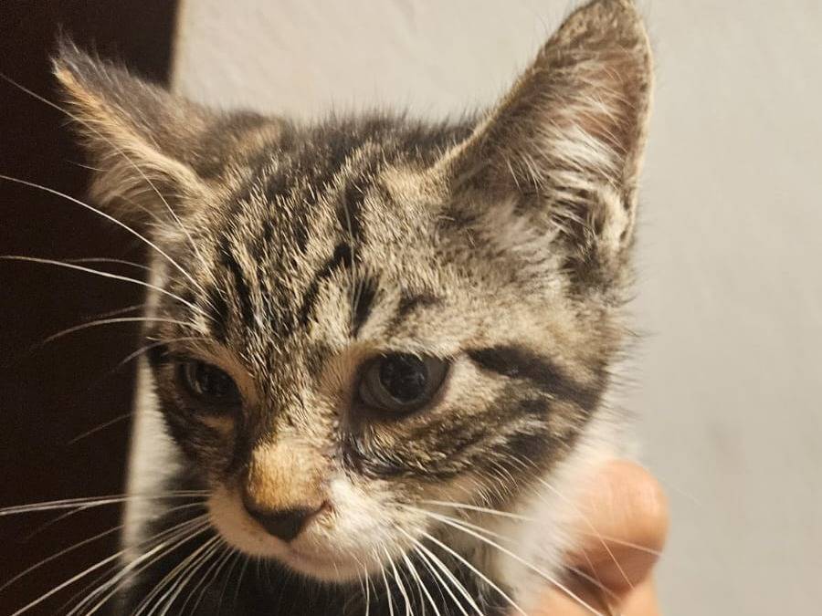 Adotta un gatto, maschio, 2 mesi, Latina