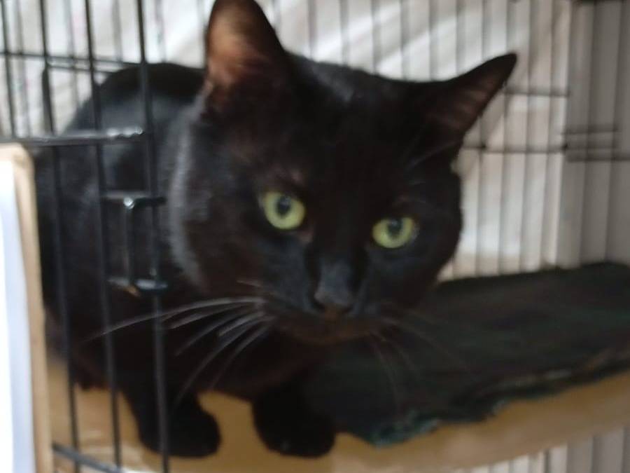 Adozione gatto, maschio, Razza sconosciuta Razza sconosciuta, 2 anni, taglia non valida, Novara