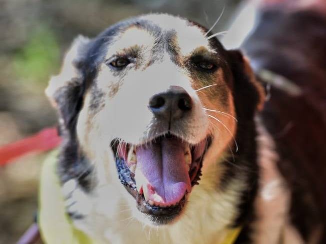 Adozione cane, femmina, Razza sconosciuta Razza sconosciuta, 8 anni e 7 mesi, taglia media contenuta, Latina