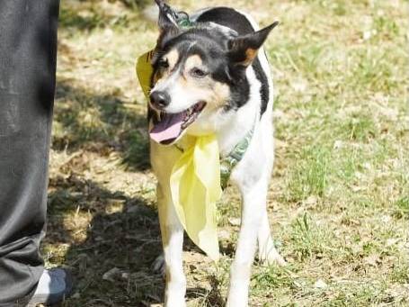 Adotta un cane, femmina, 8 anni e 7 mesi, Latina