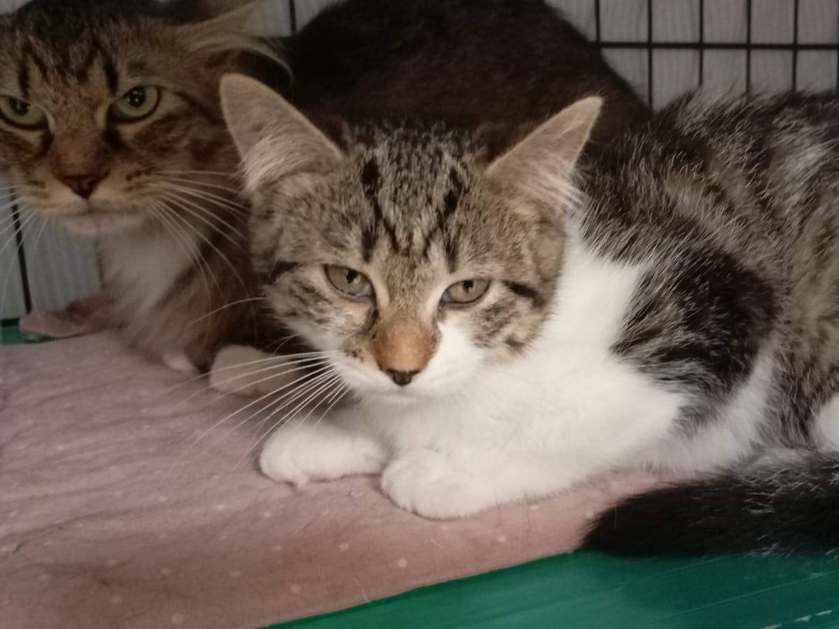 Adozione gatto, femmina, Razza sconosciuta Razza sconosciuta, 2 mesi, taglia non valida, Novara