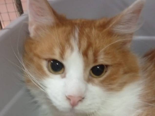Adozione gatto, femmina, Razza sconosciuta Razza sconosciuta, 4 mesi, taglia non valida, Napoli