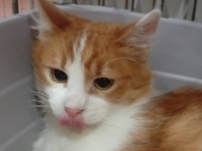 Adotta un gatto, femmina, 4 mesi, Napoli