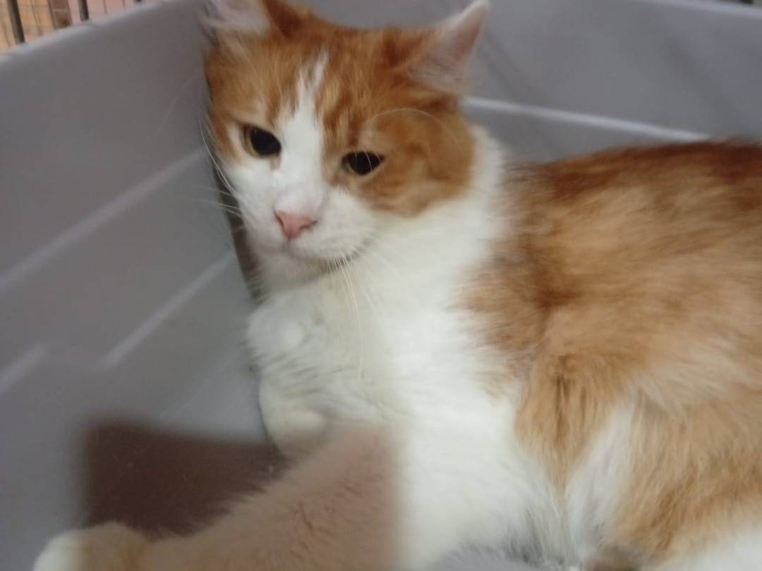 Adotta un gatto, taglia non valida, femmina, Napoli
