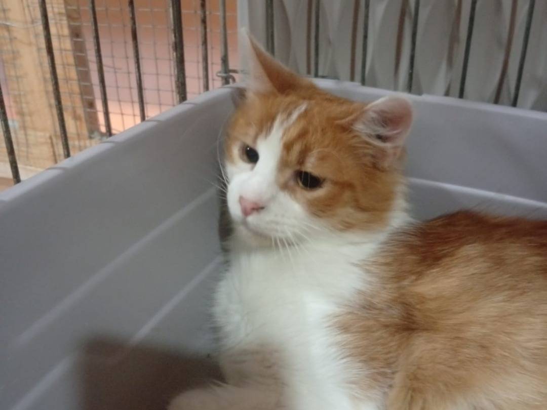 Vuoi adottare un gatto a Napoli?