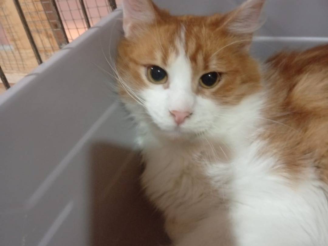 Adotta il gatto Rossella  a Napoli